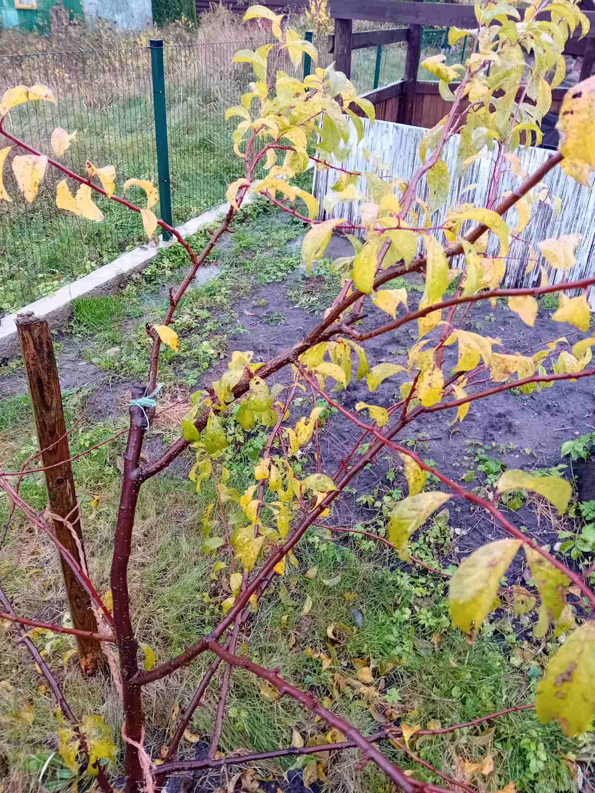 Грустный сад