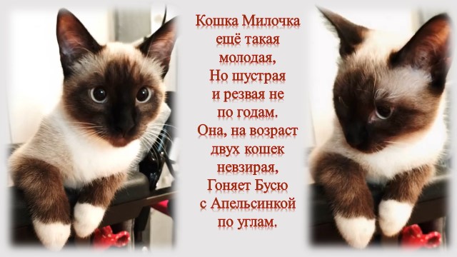 Апельсинка, Буся, Милочка, Анечка и Даня
