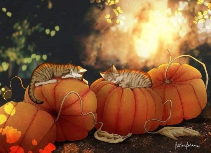 О счастье и о котах