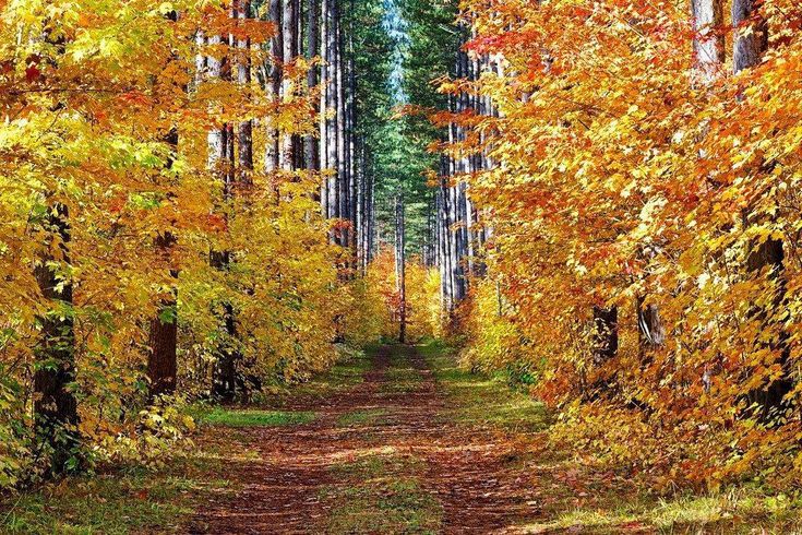 Осенью в лесу