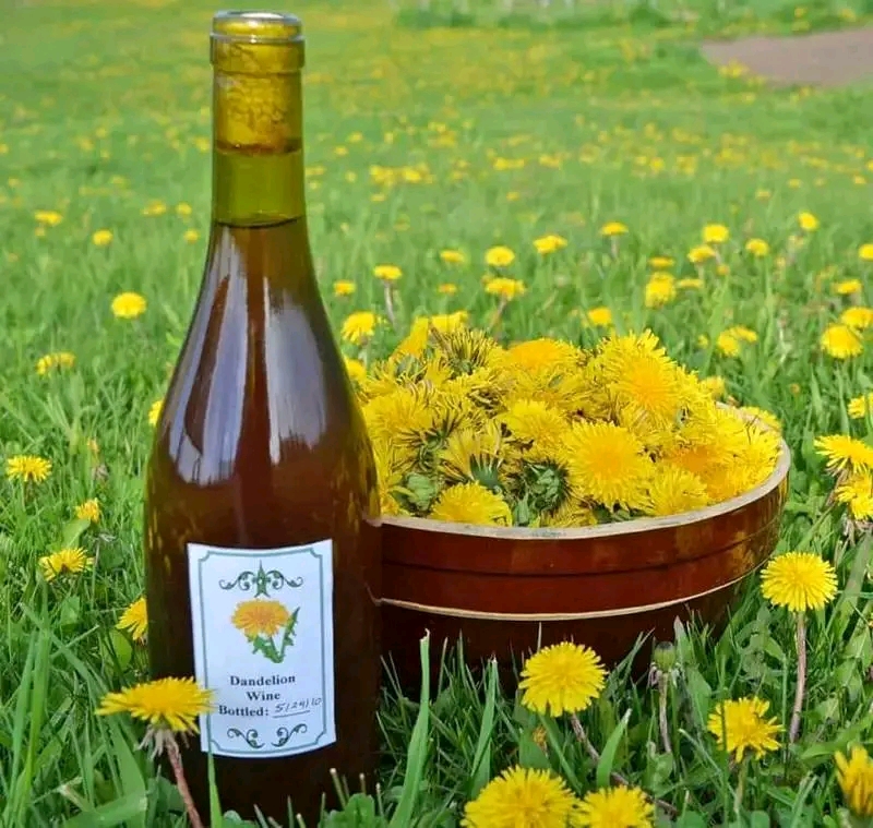 Вино из одуванчиков