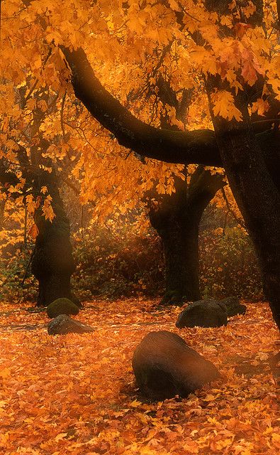 Эолова лира