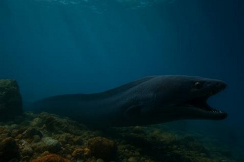 Угорь европейский