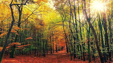 Лес в красе одиноко стоит