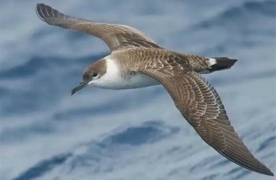 Буревестник