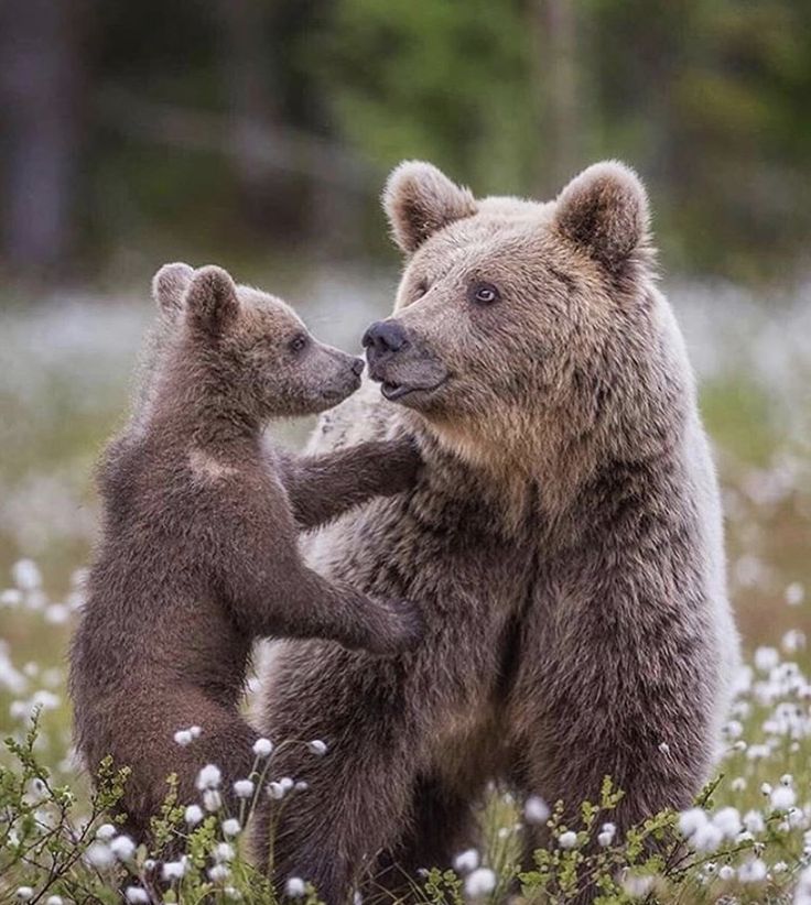 Семейка