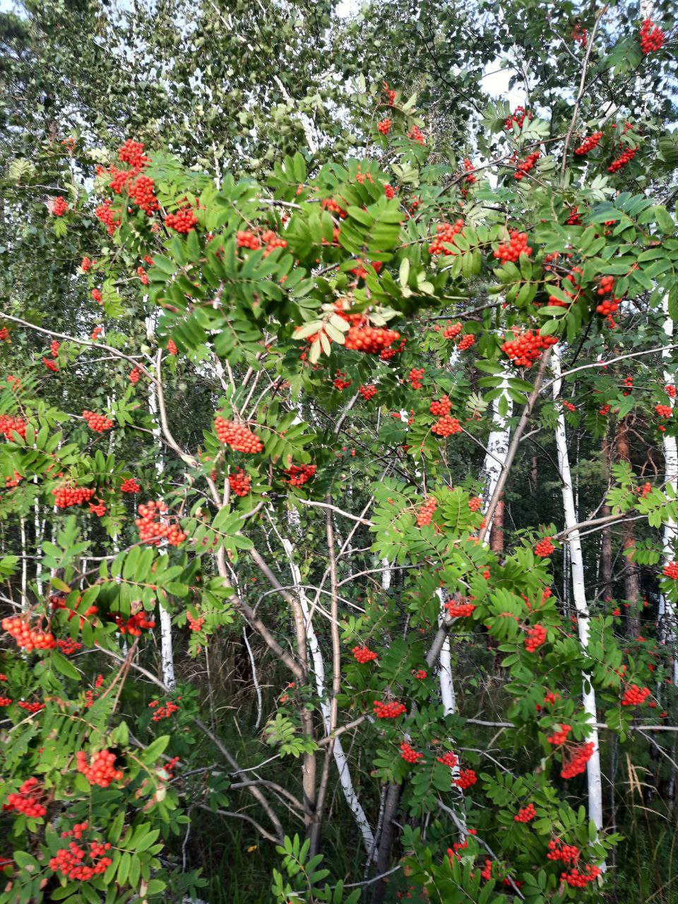 Краски осени