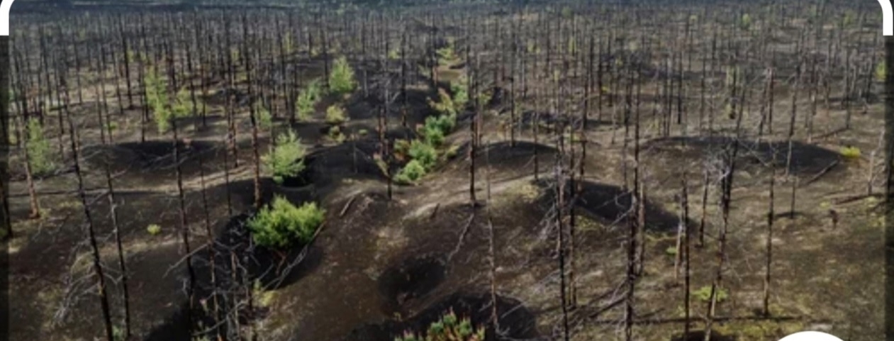 Мертвый лес