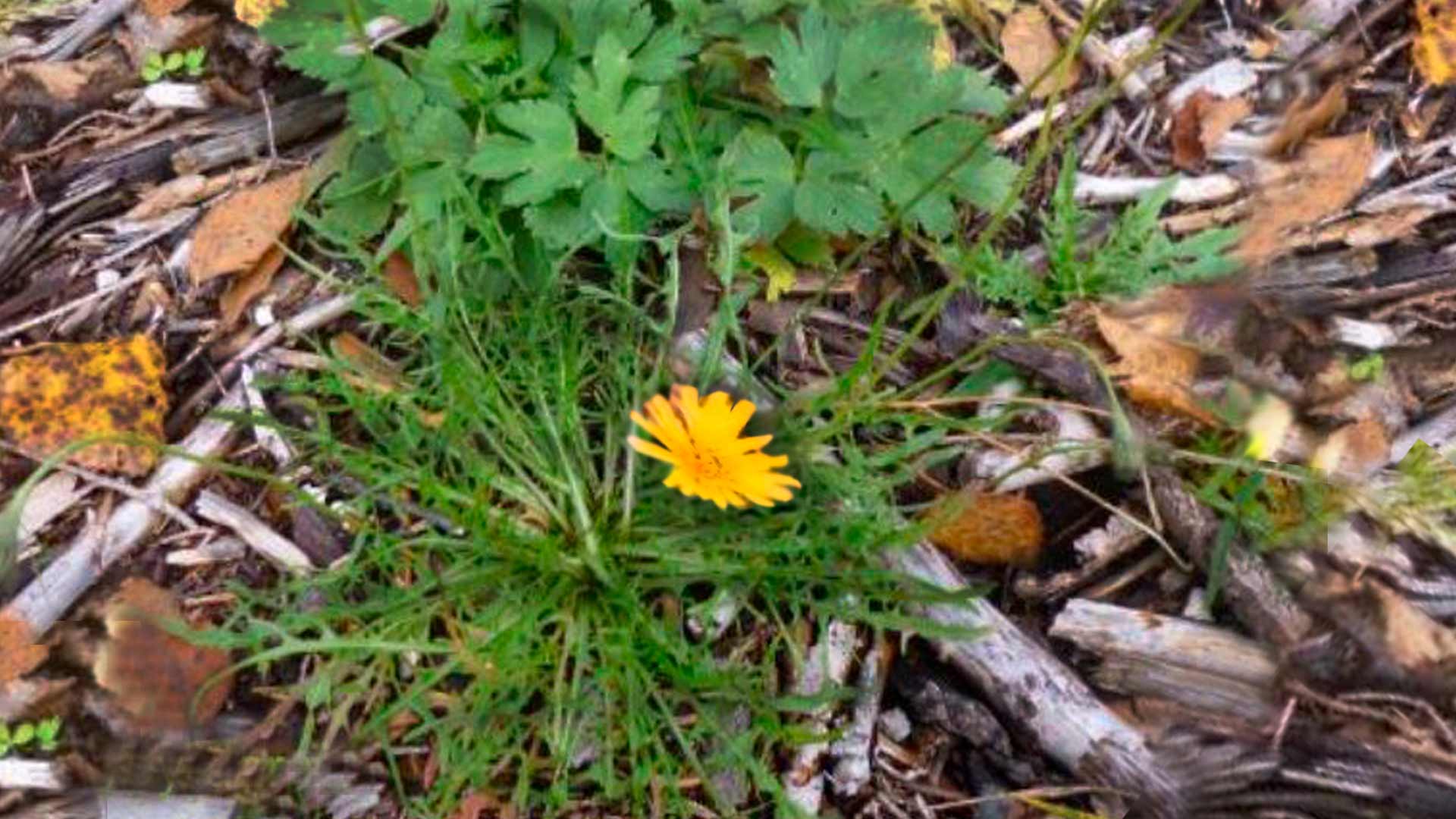 Увядший я цветок увидел