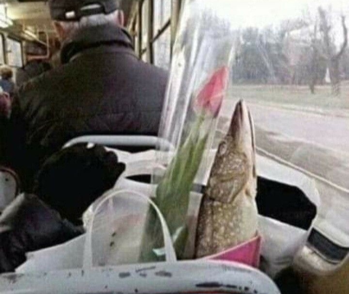 По щучьему веленью