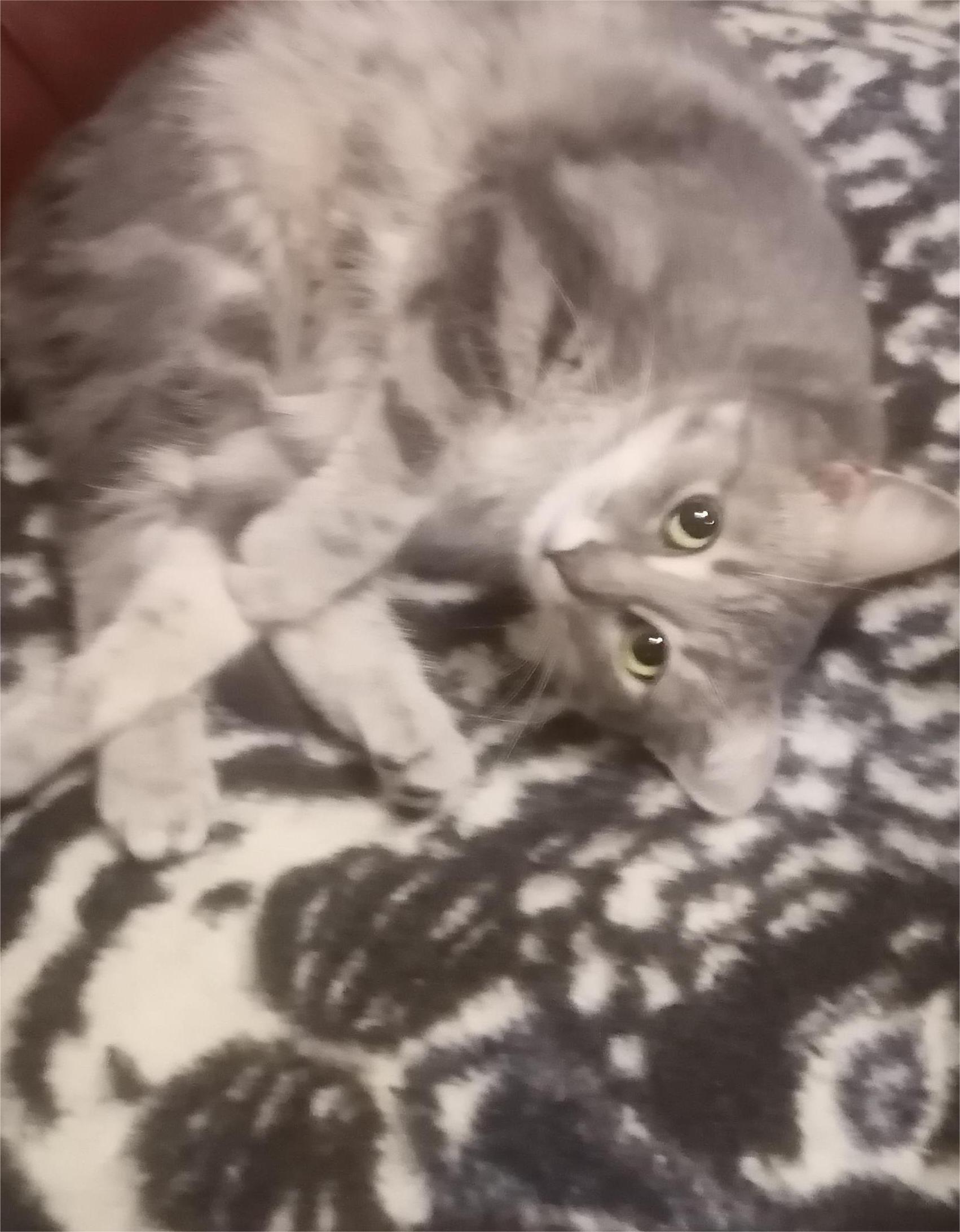 Много лет мы не брали кошек...