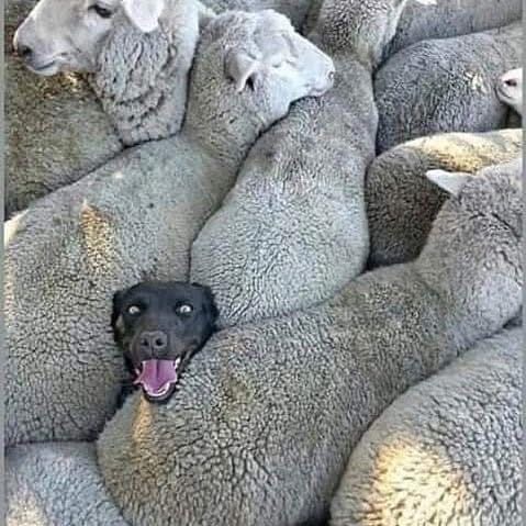 Как в цветах