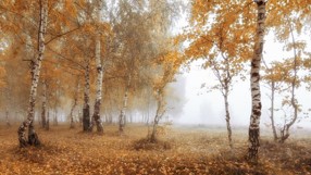 В мир осенний