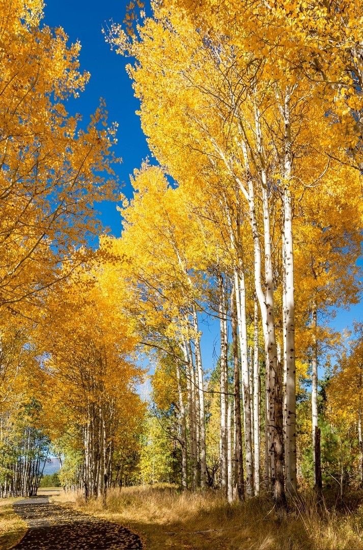 Своей вы поражаете безумной красотой!