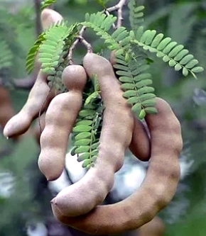 Индийский финик