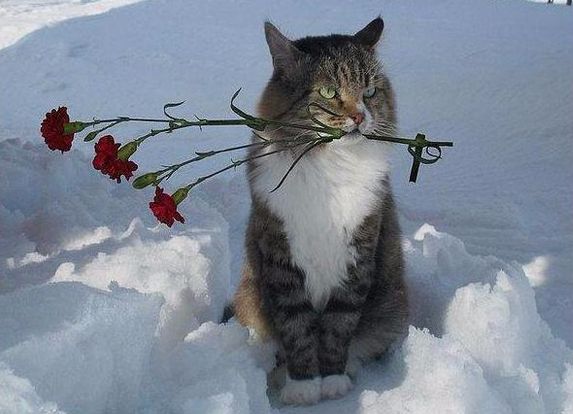 Женщине милой...