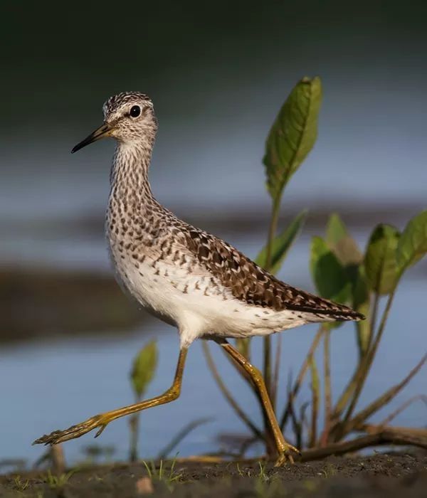 Ну, до балета далеко