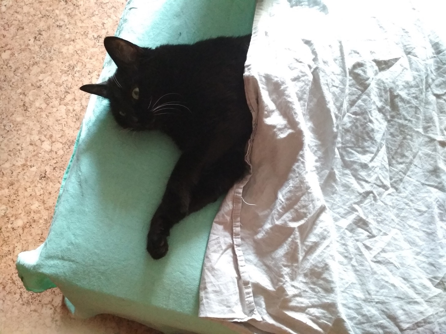 Басё Мурамати