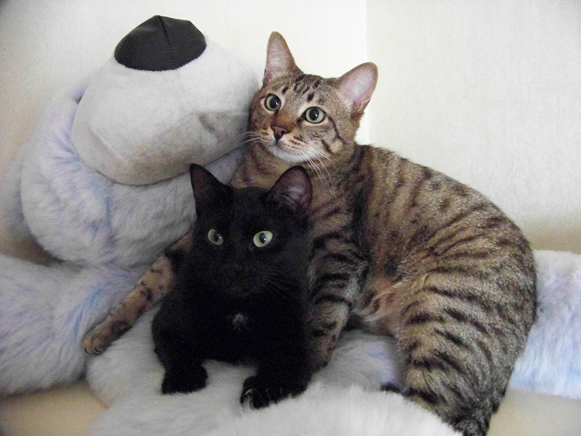 Песня гангстерских котов