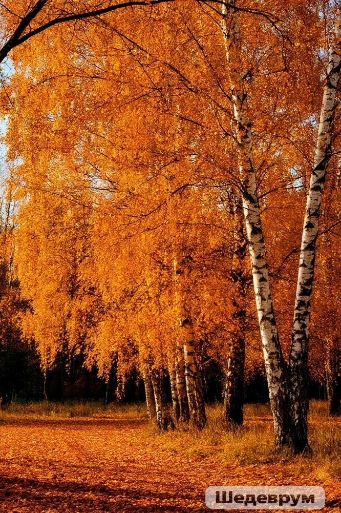 Берёзы в золотом наряде