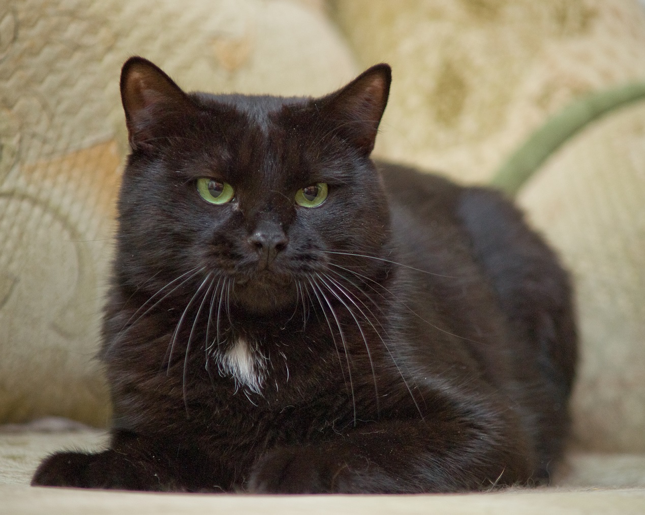 Жалоба кошатницы