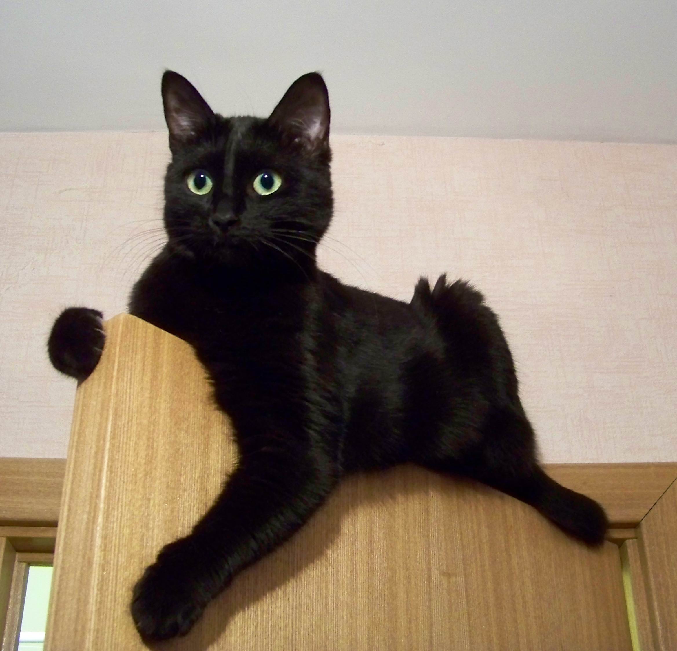 Бася-буревестник