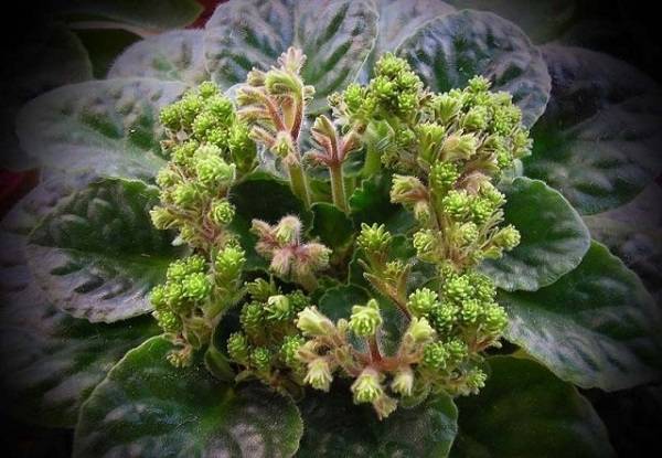 Скрытый смысл-68