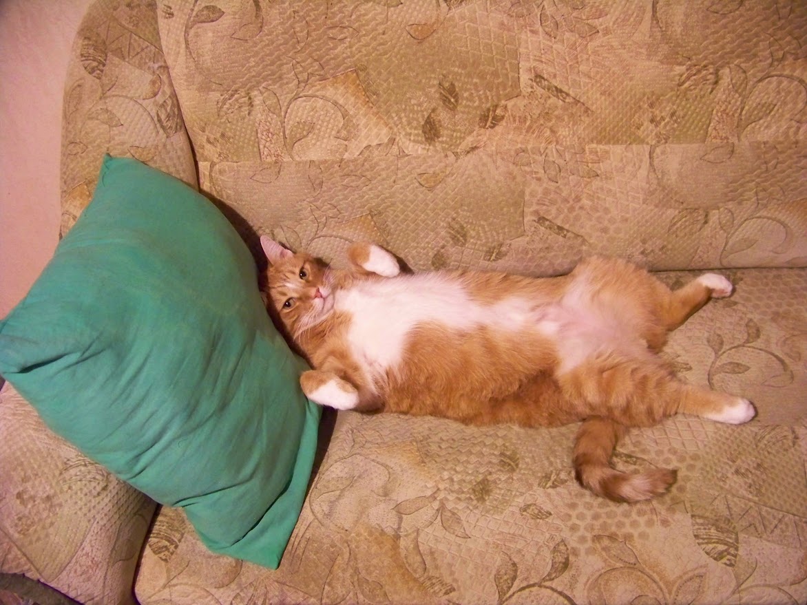 Мохнатое котэ, очей очарованье