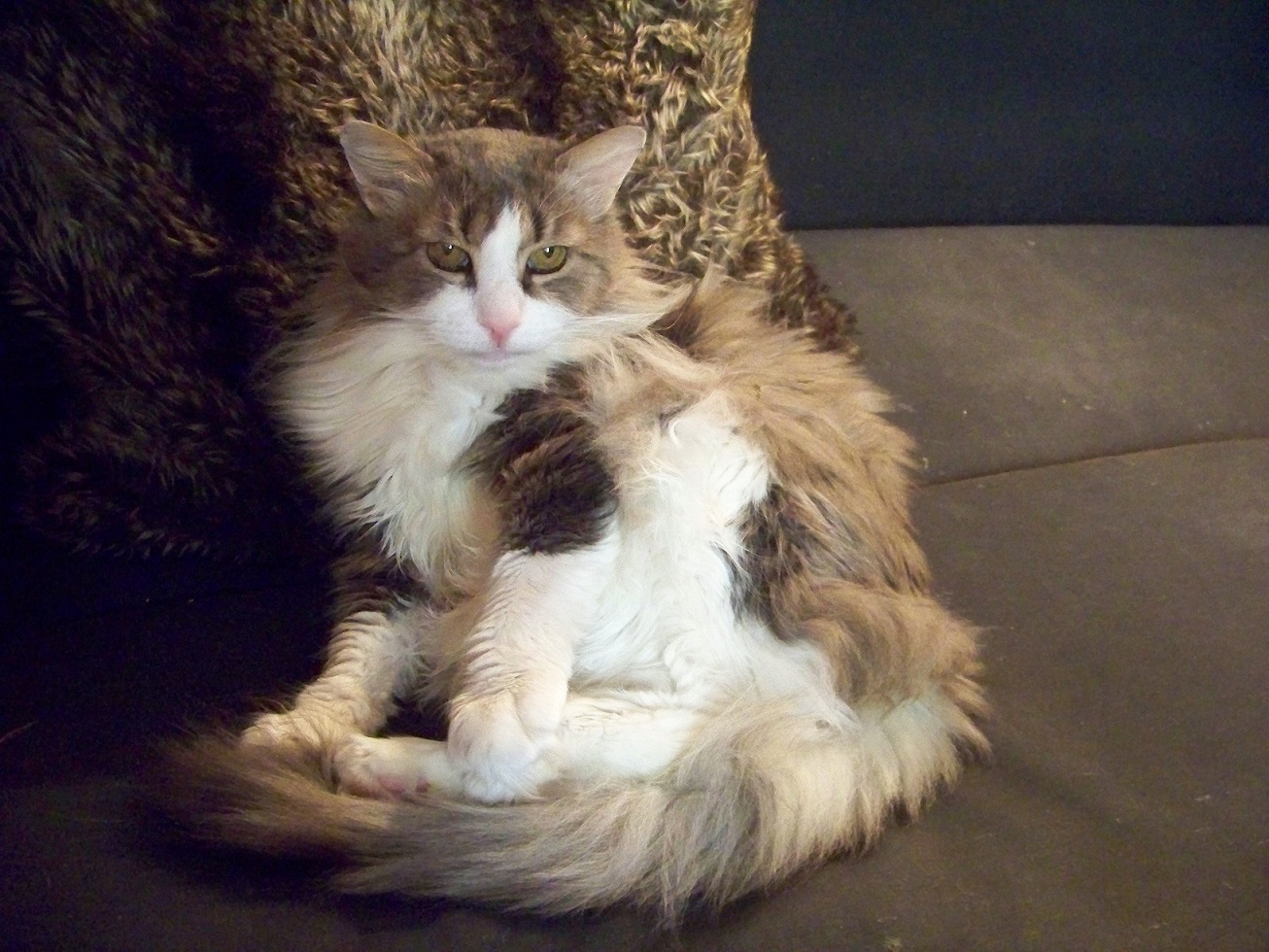 Белеет котик одинокий...