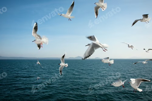 Мои мысли, как птицы