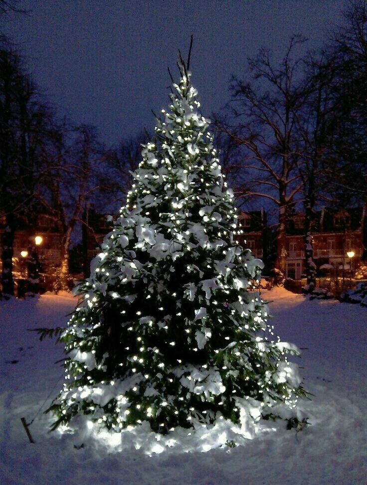 Заблудилось в дебрях счастье