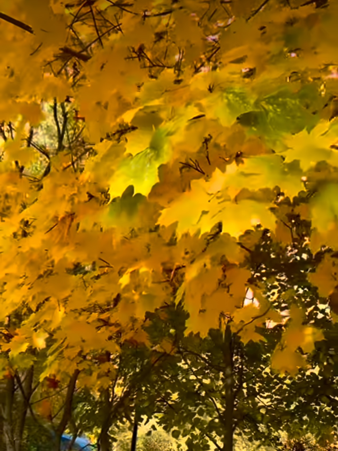 Я золотой порой болею