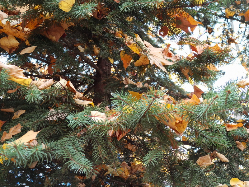 Я запомню душой этот жизни порыв...