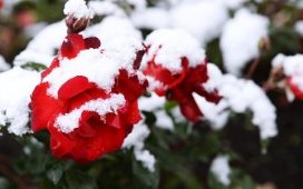 Ретро В лицо сказала Говори