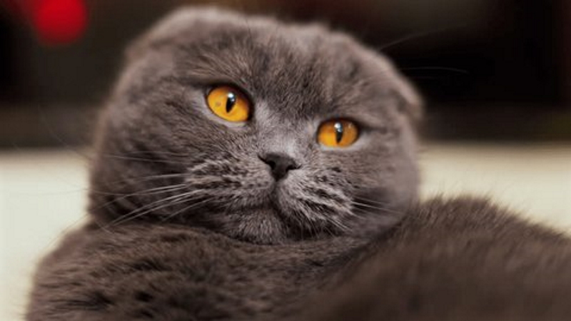 Кошка Марта