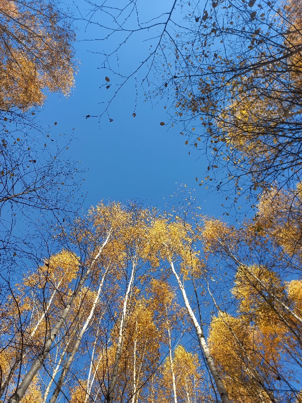 Опечалилась душа, затосковала