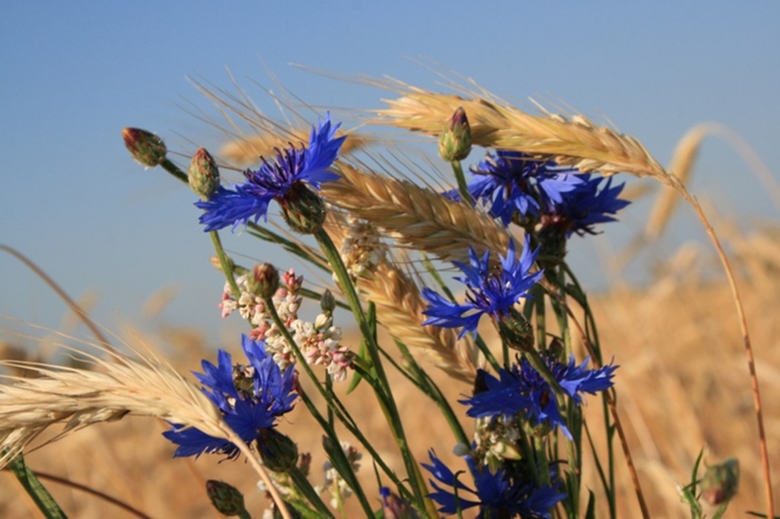 до осени есть ещё время...