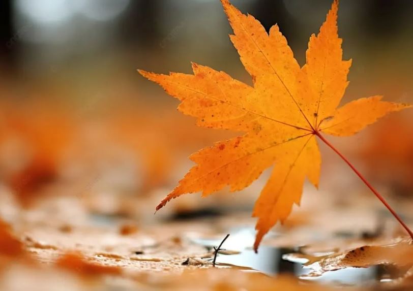 В старом парке