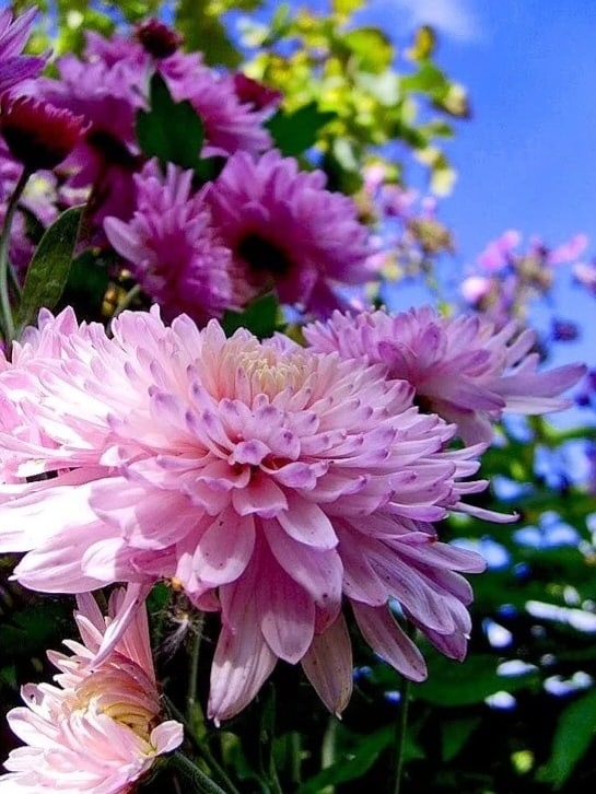 Хризантемы цветут