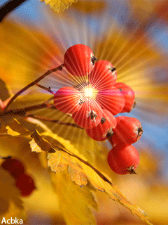 Рябины куст..