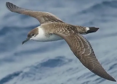 Буревестник, 28. 10. 2025