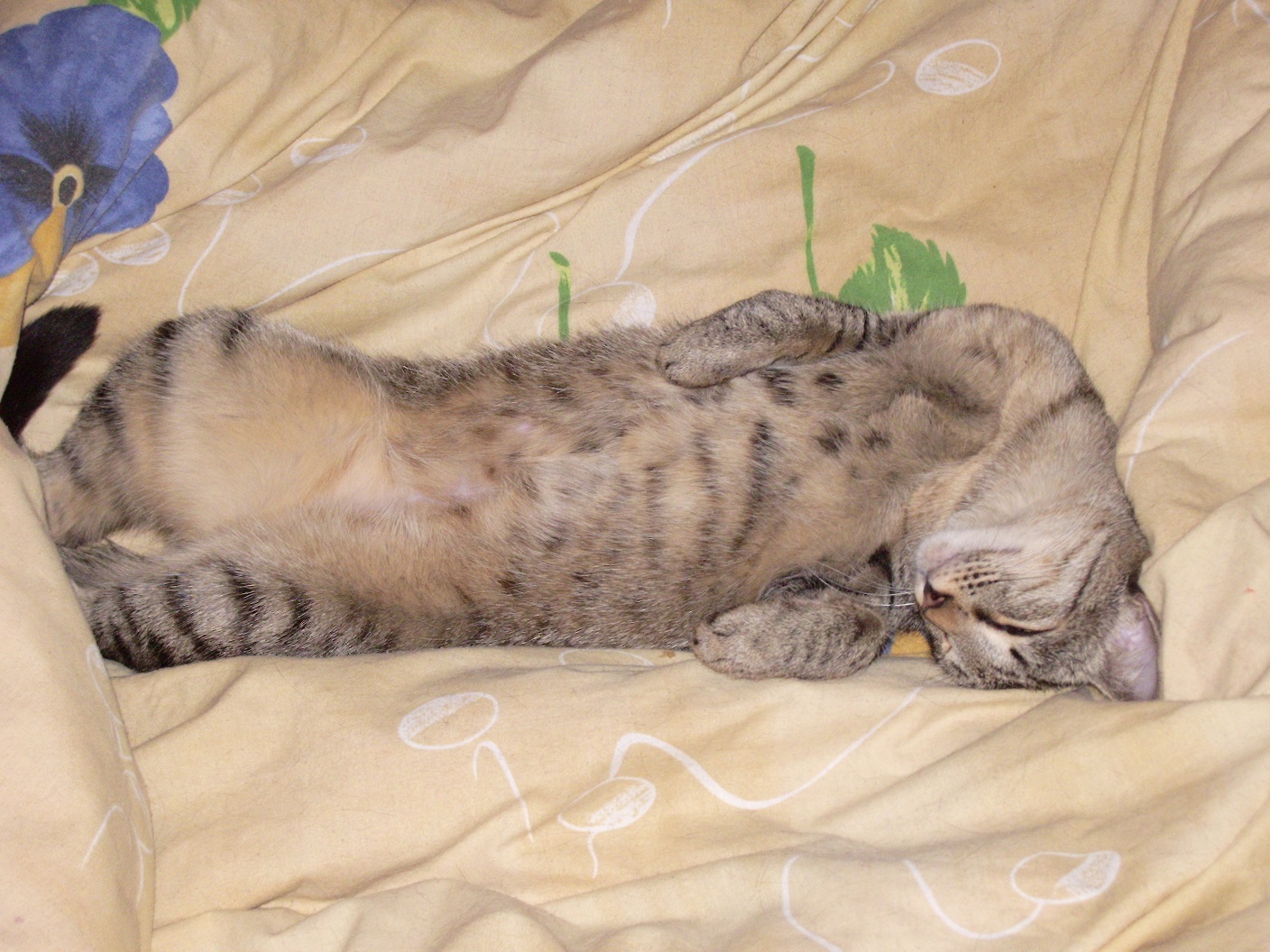 Зимнее утро котовладельца