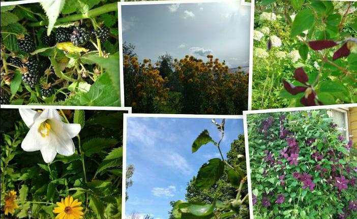 Лето красками одето