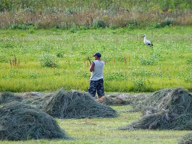 Заячье счастье