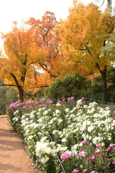 Вырастут любви цветы!