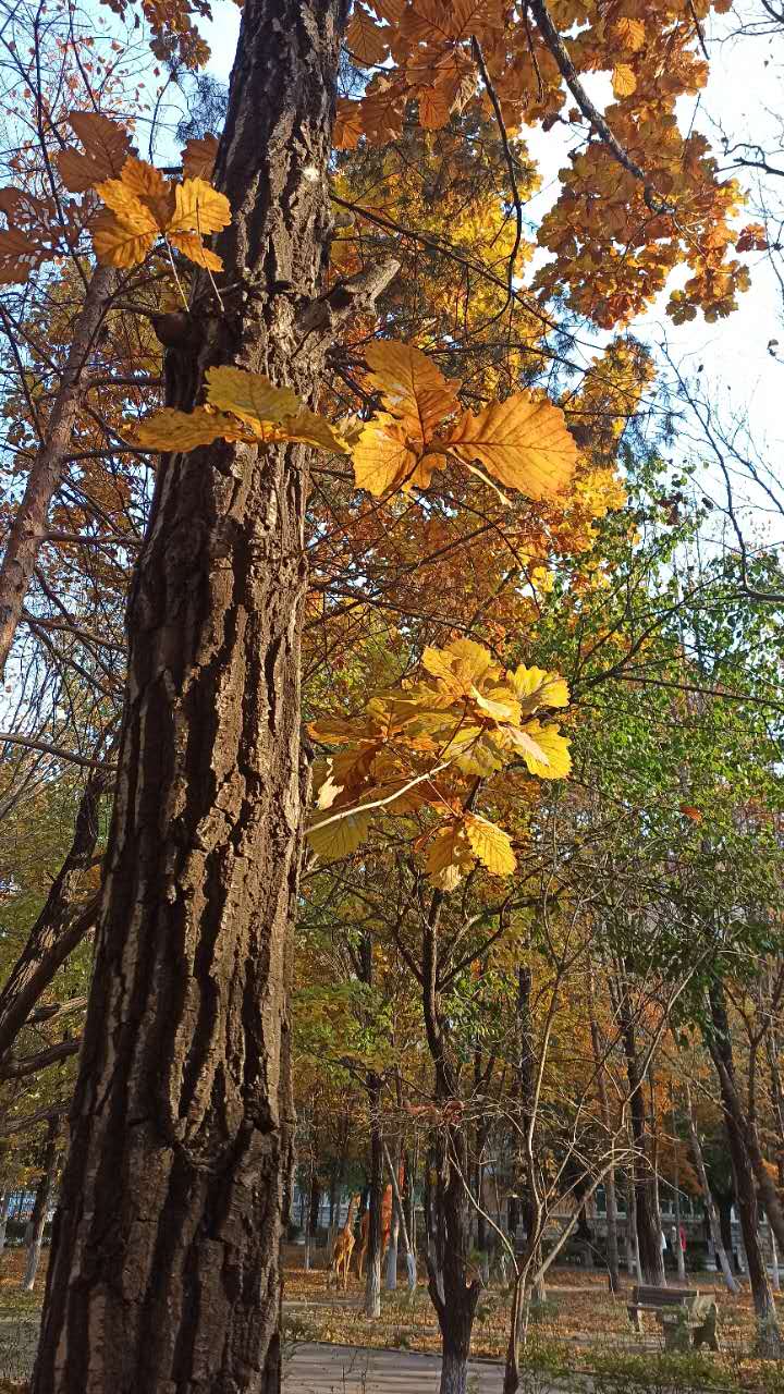 Поклон китайский до земли