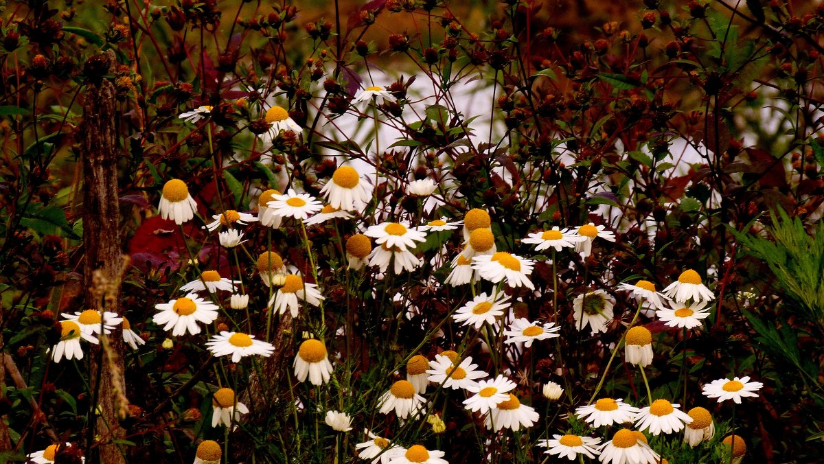 Букет ромашек в октябре