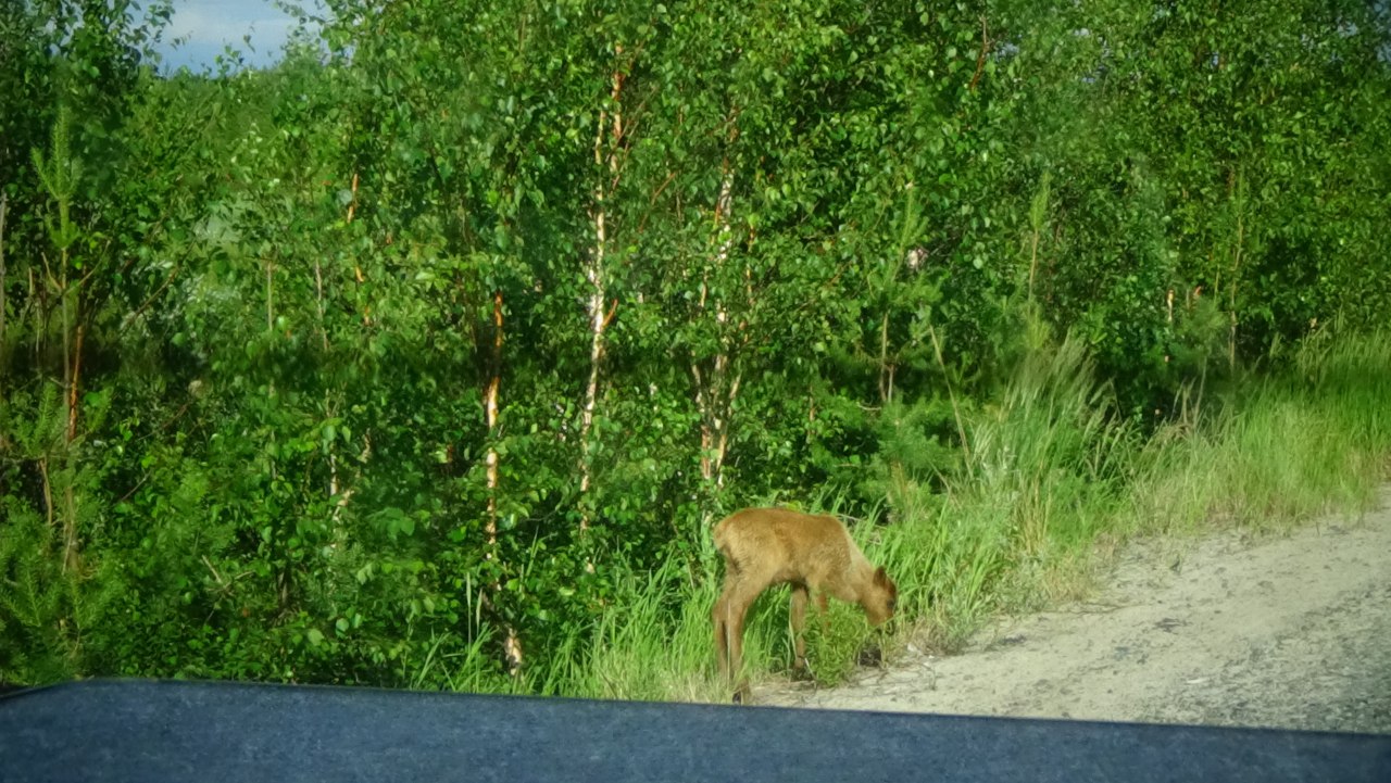 Мне снился сон