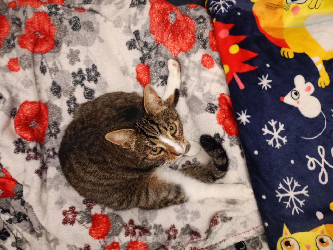 Былина о древнерусском богатыре Мао