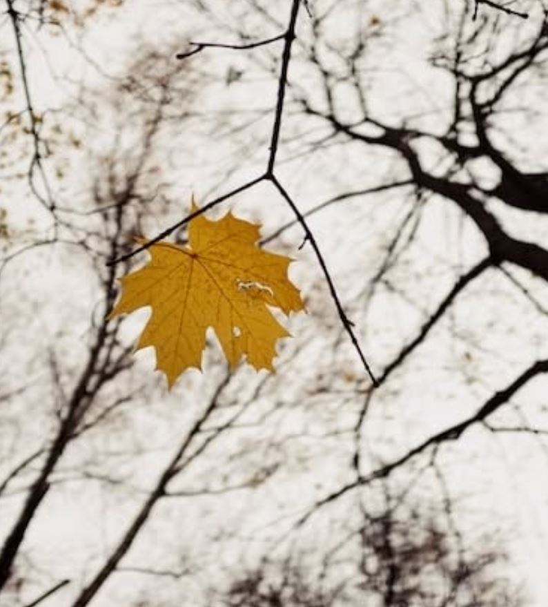 Уже упал последний лист